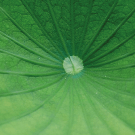 Lotusan® – Schmutz perlt mit dem Regen ab