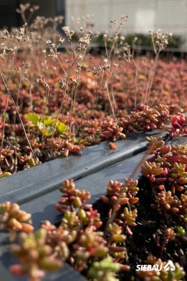 Dachbegrünungssystem von SIEBAU: Mit extensiver Bepflanzung die Dachflächen der Raumsysteme nachhaltig nutzen