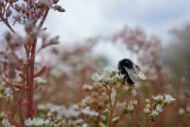 Gründachwissen in Kürze – Was bedeutet Biodiversität?