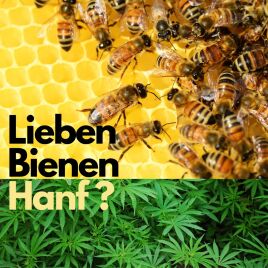 Lieben Bienen Hanf?
