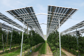 Agri-PV-Lösungen, die sich auch ohne Zuschüsse rechnen