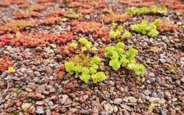 Optigrn Sedum-Sprossen fr extensive Dachbegrnung. - Bauspot.de