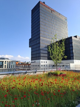 Ein Meer aus Klatschmohn im Werksviertel München - eine Dachbegrünung mit Wow-Effekt.