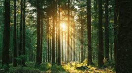 FSC®-Zertifizierung – Was steckt dahinter?