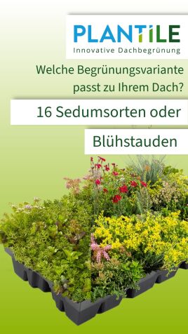 16 Sedumsorten oder Blühstauden – Welche Begrünungsvariante passt zu Ihrem Dach?